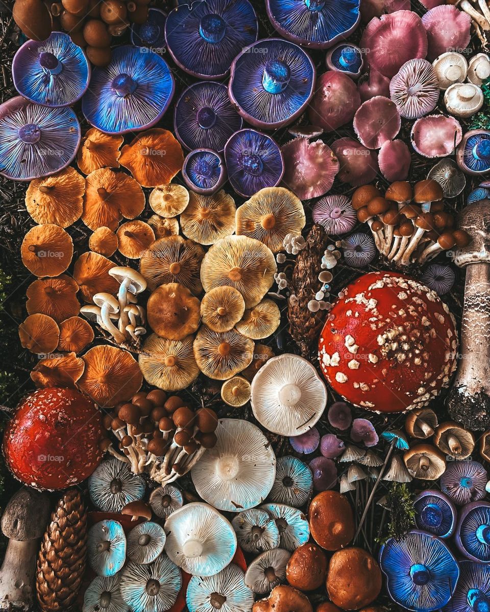 Still life of fall mushrooms