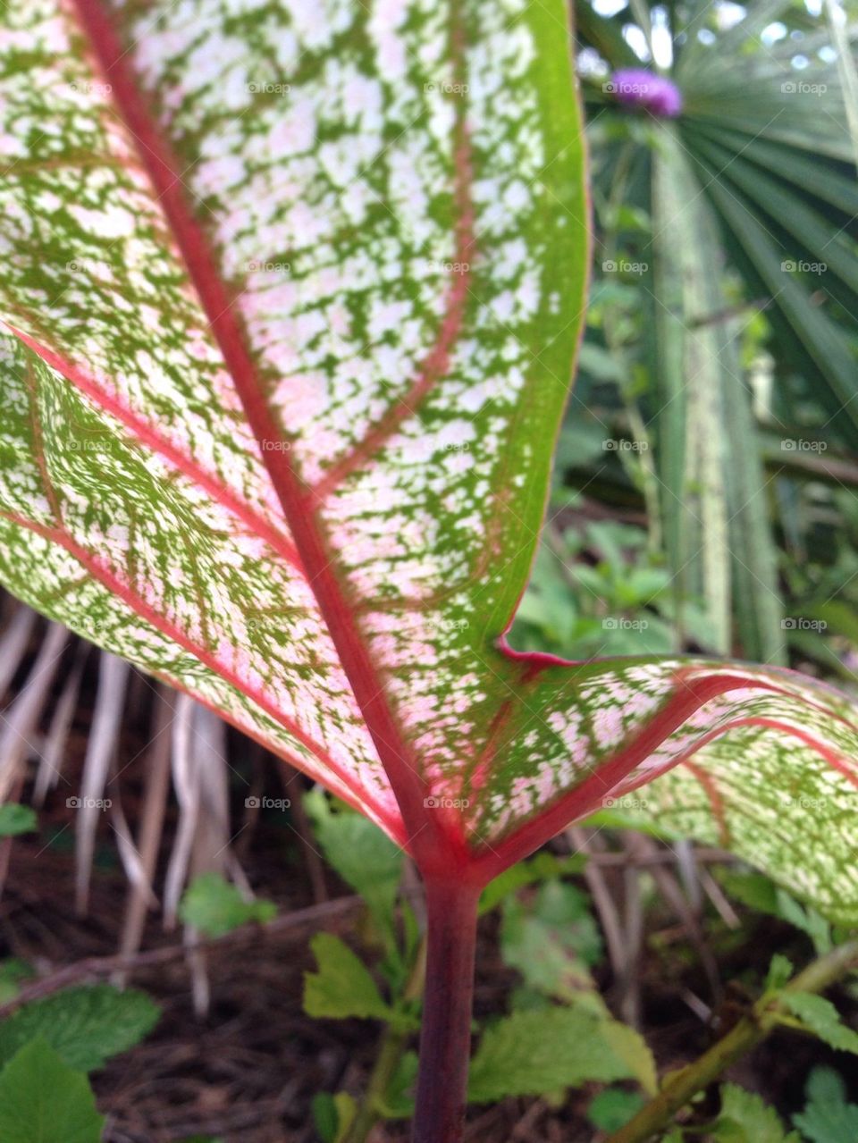 Caladium