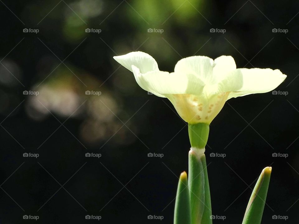 The beauty of spring