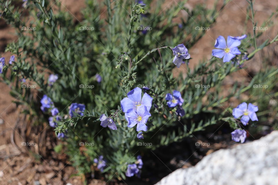 Blue flowers alone in the dry desert. The sun has allowed them to open but soon it will be too hot. 