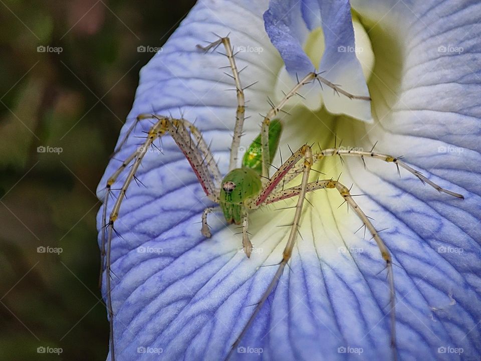 Spider on a flower!