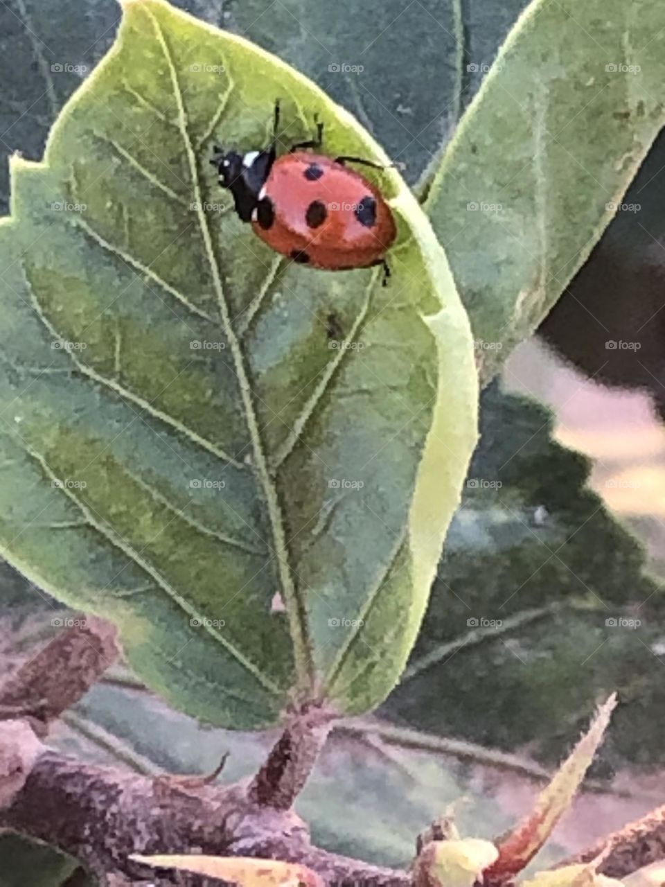 Beautiful ladybug on a green leaf of a tree.