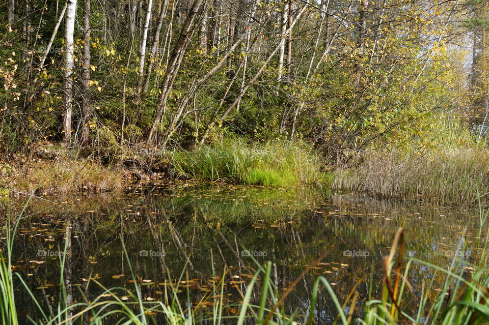 Вид на лесной водоём