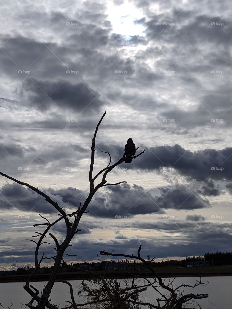 Dark clouds and crow