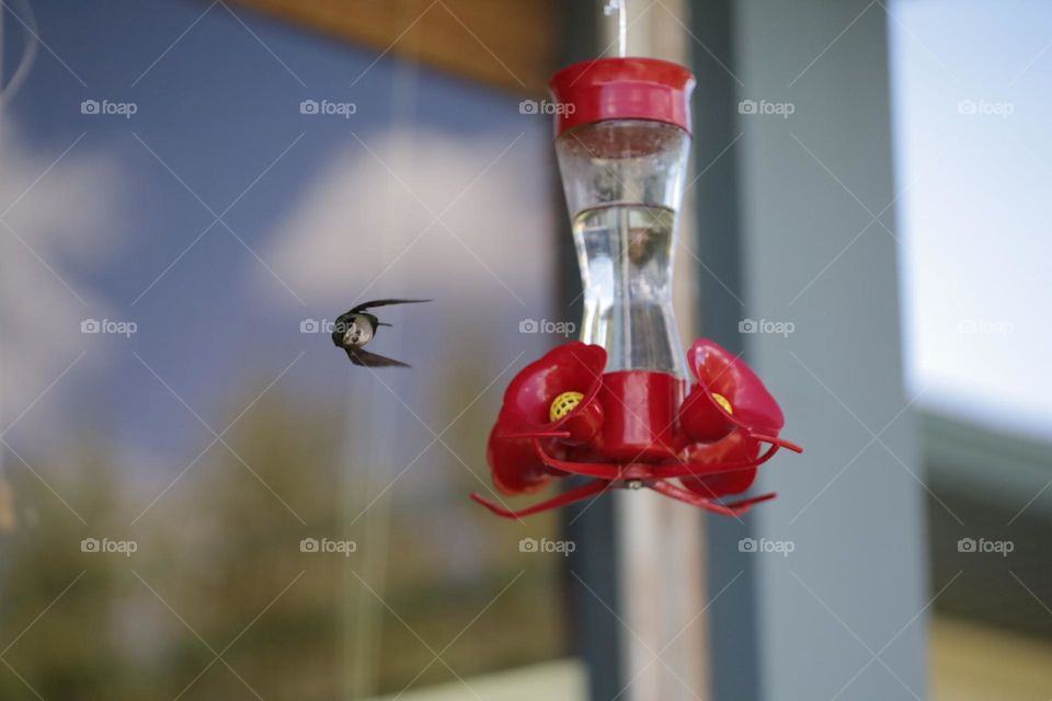 Hummingbird 