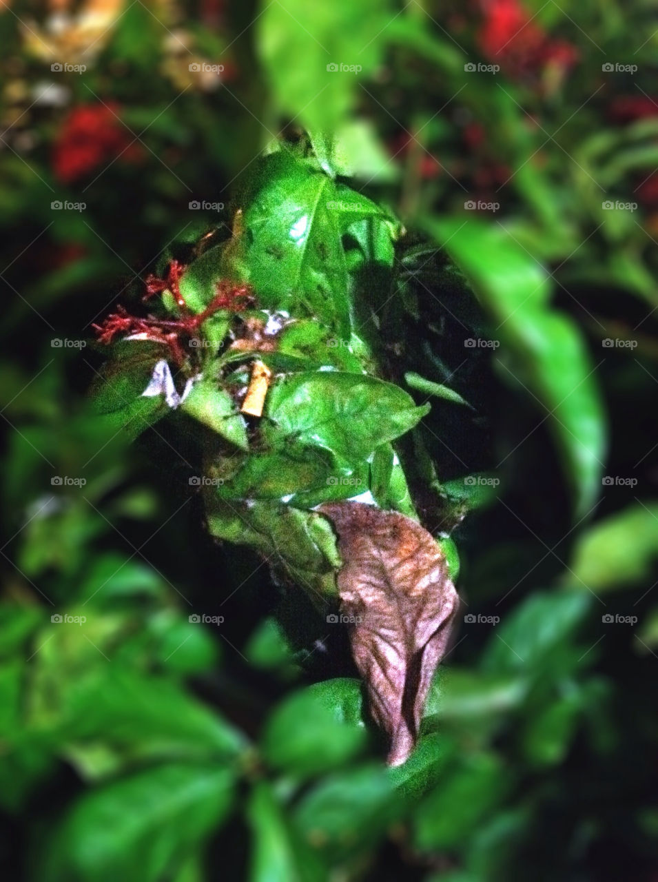 Weaver ant nest in an ixora bush.