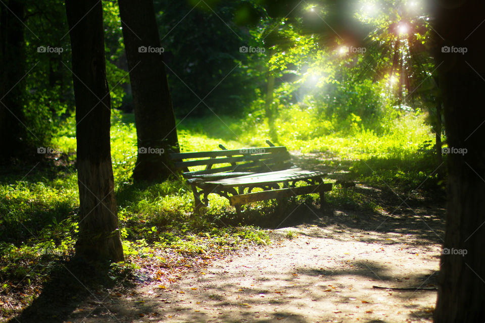 Old bench in the park 