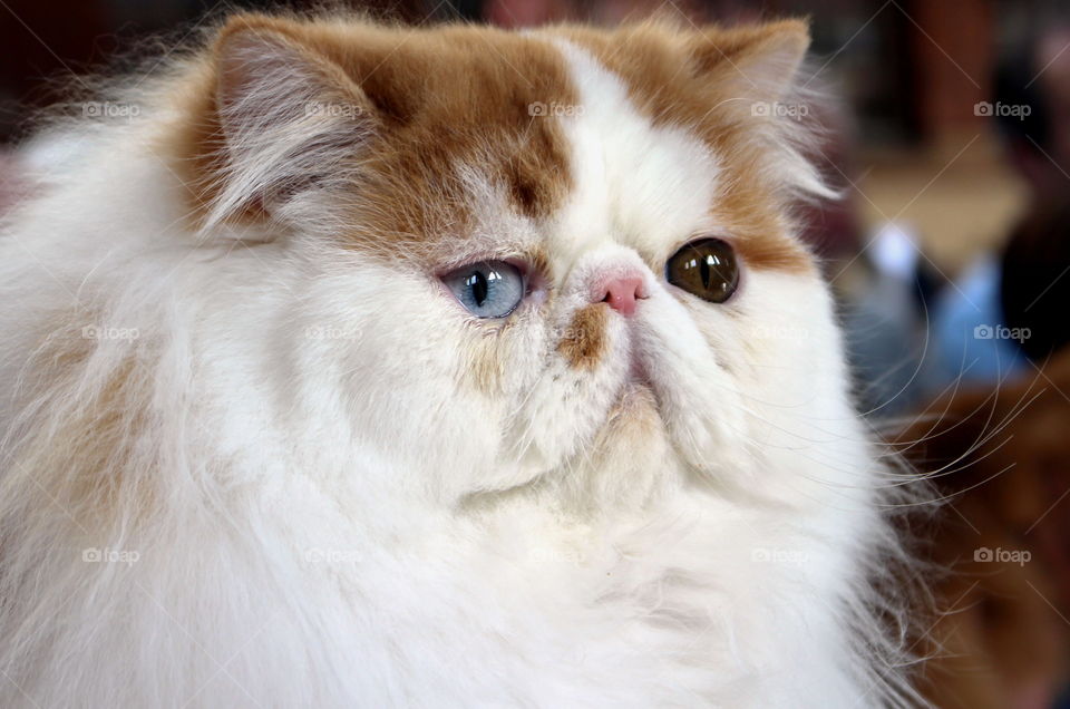 Extreme close-up of cat