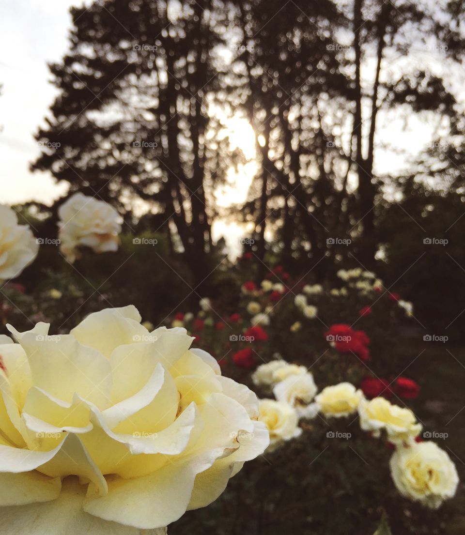 Red and white roses at dusk