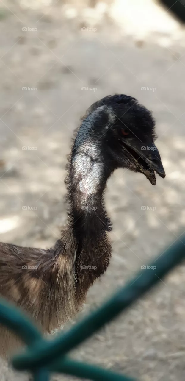 black bird
