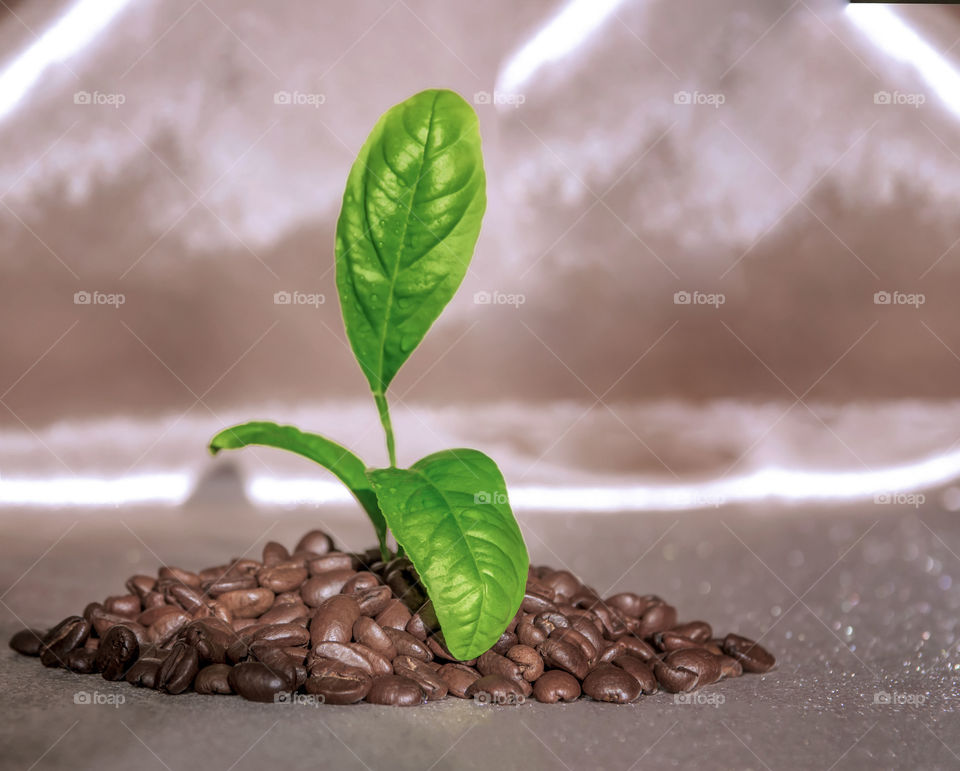Green sprout of coffee