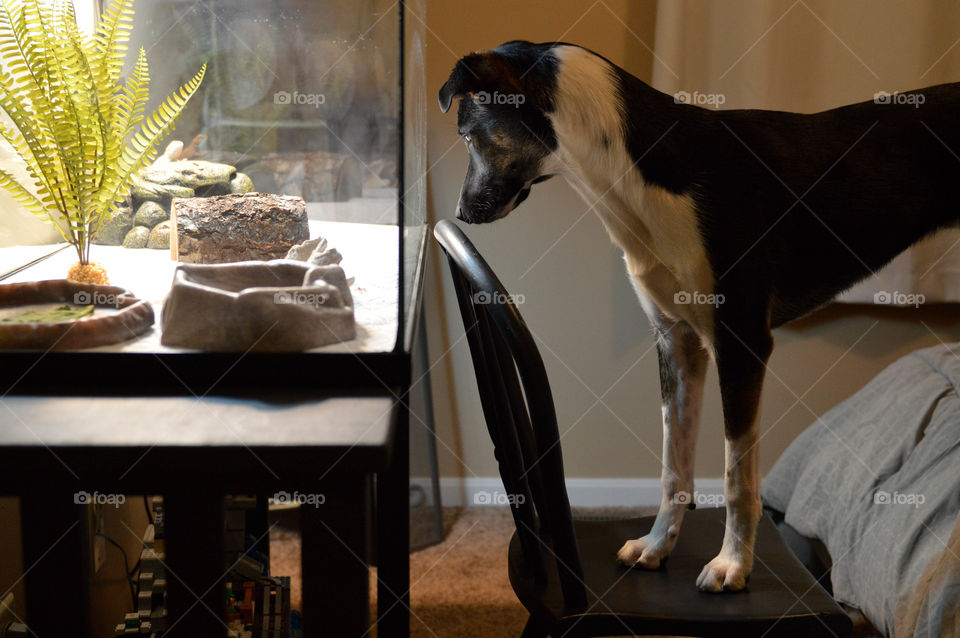 Candid image of a mixed breed terrier dog standing on a chair to look into a tabletop aquarium tank