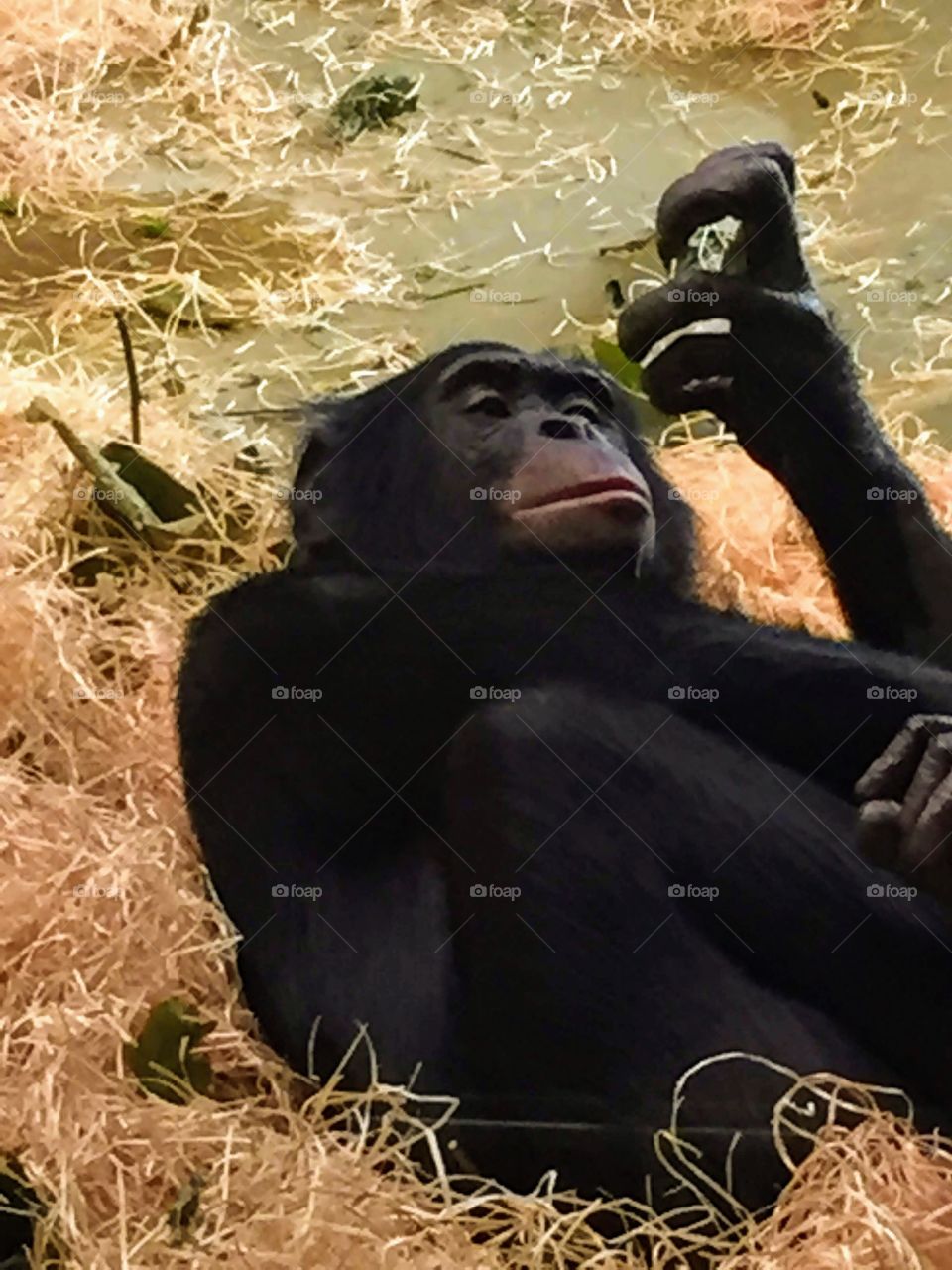 Pensive Chimp. 