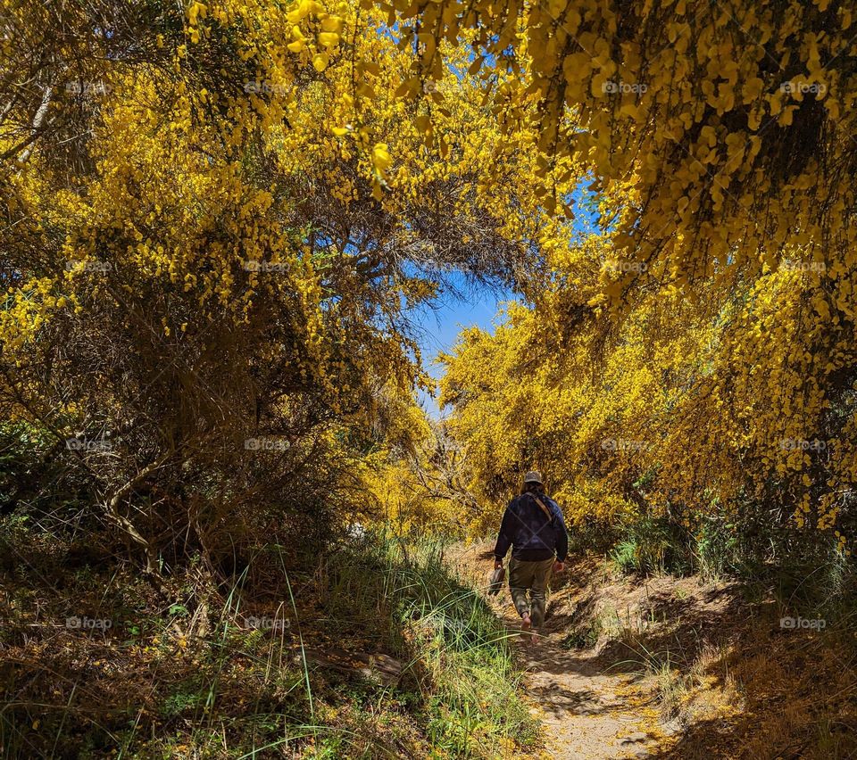 bright golden yellow flower tree canopy with contrasting blue sky background, draped over you on this beautiful ocean side hike, walking barefoot in the sand, man on beautiful hike