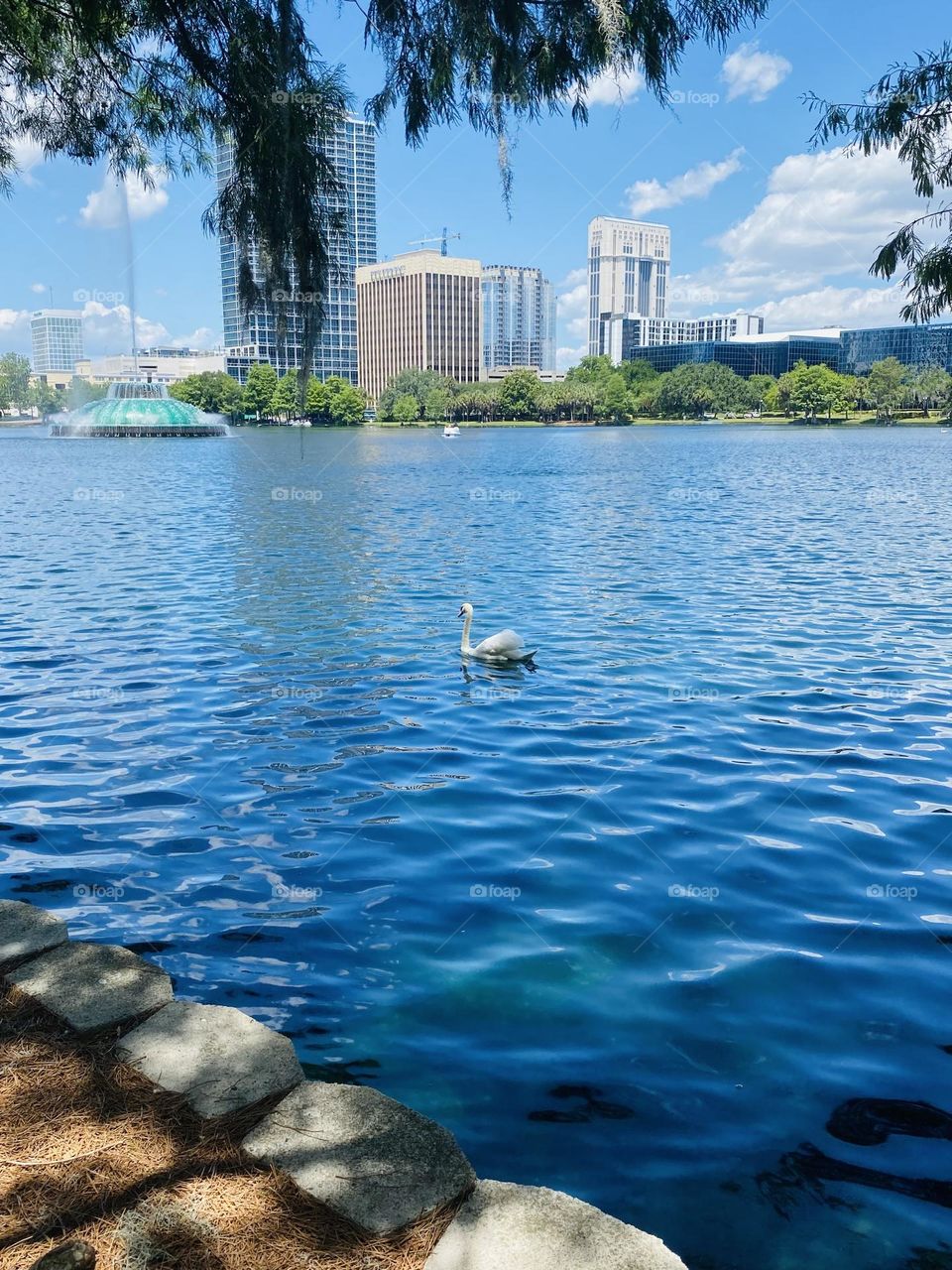 City pond