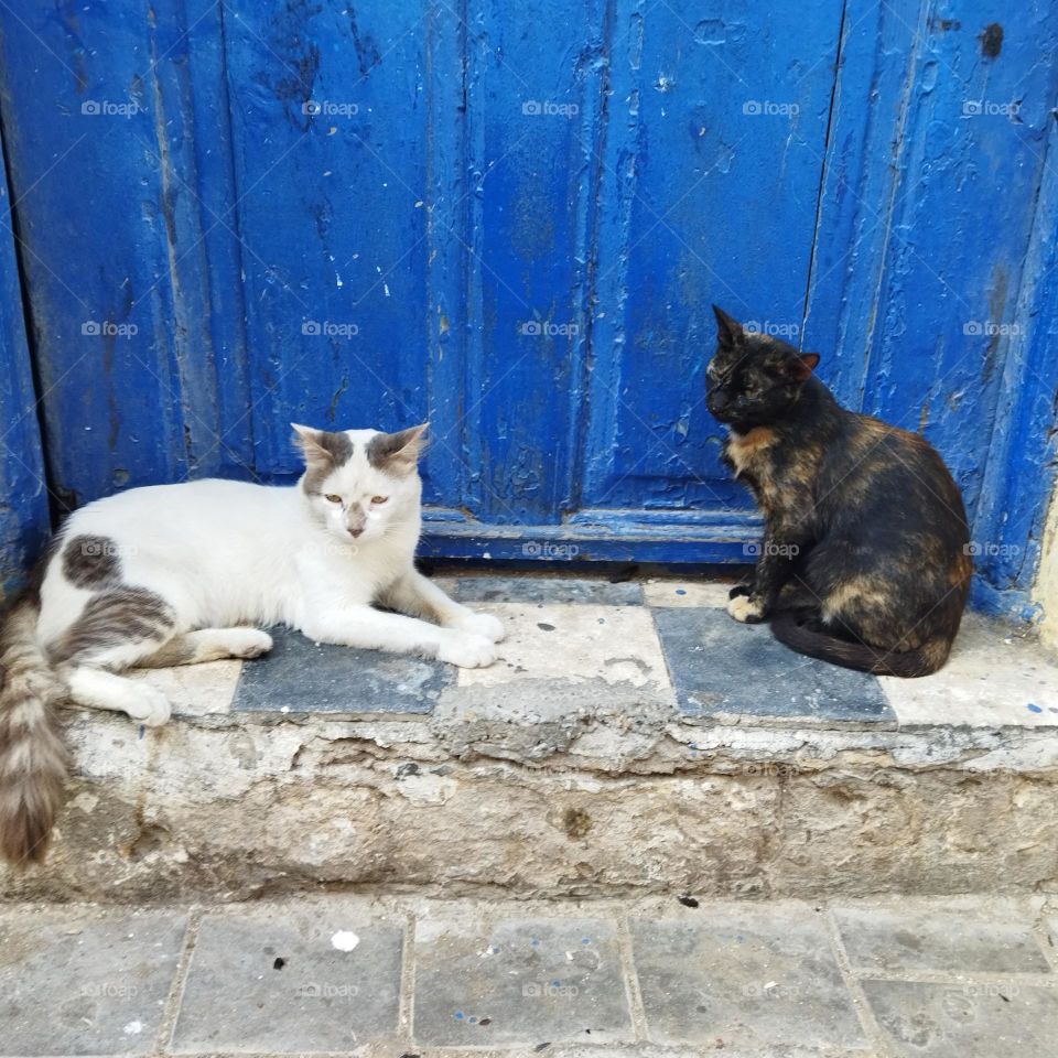 Two beautiful cats against blue door at essaouira city in Morocco