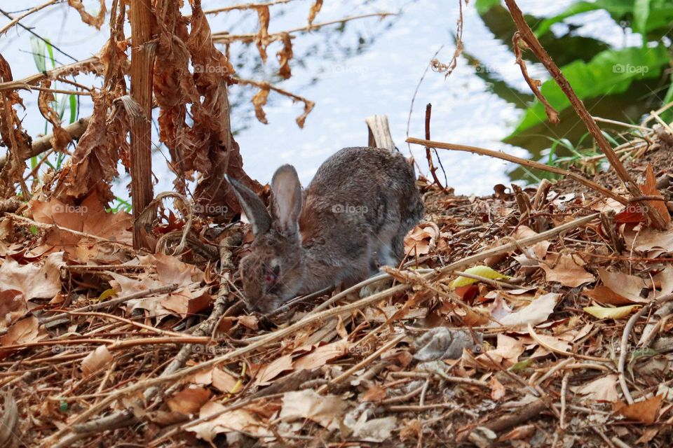 A wild rabbit in a wooded part of the city of Madrid