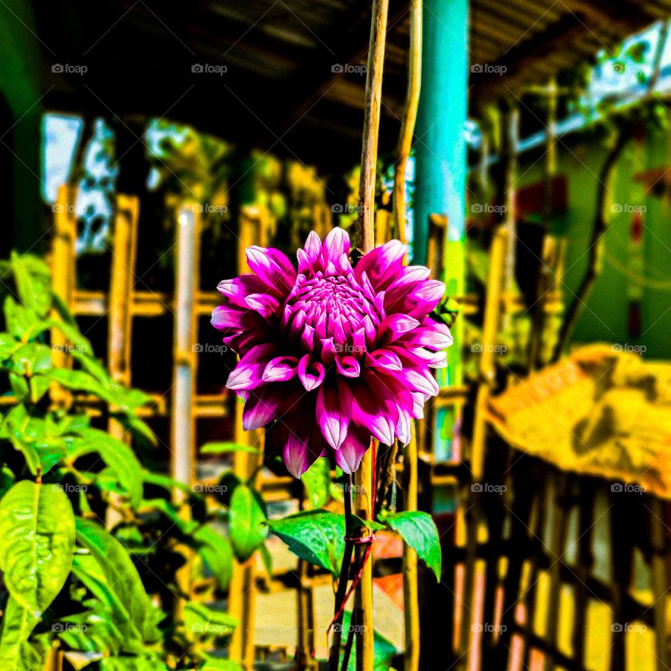 This dahlia flower looks very beautiful.  The petals of the flower are purple in color and bigger. I have photographed this flower in our house.