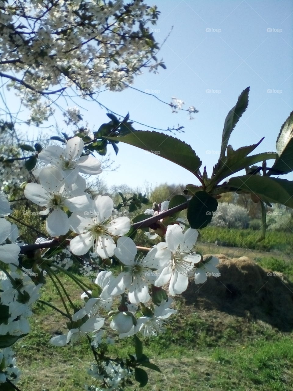Cherry, cherry blossoms, spring, flowers, flower, branch, tree,