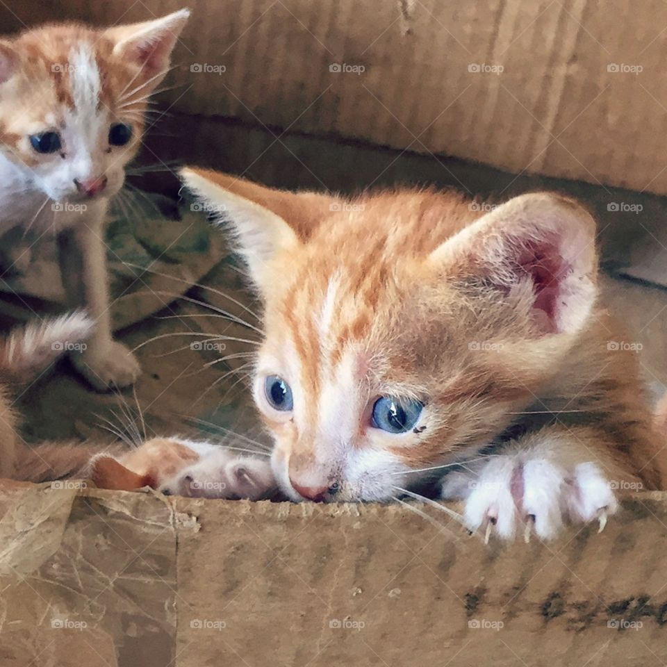 Blue-eyed Stray Kitten In A Box