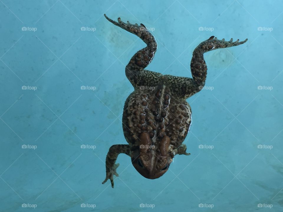 Pool frog