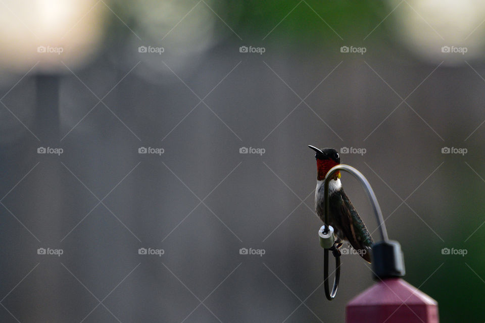 red throated hummingbird