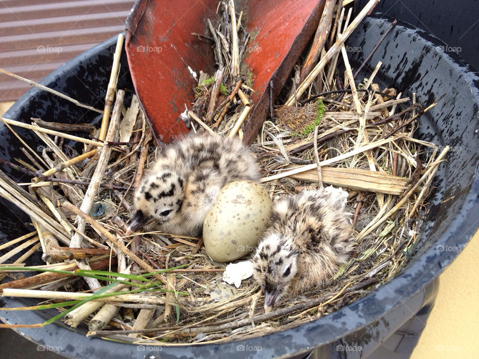 sweden göteborg birds eggs by ingimar_lykke_malmquist_json