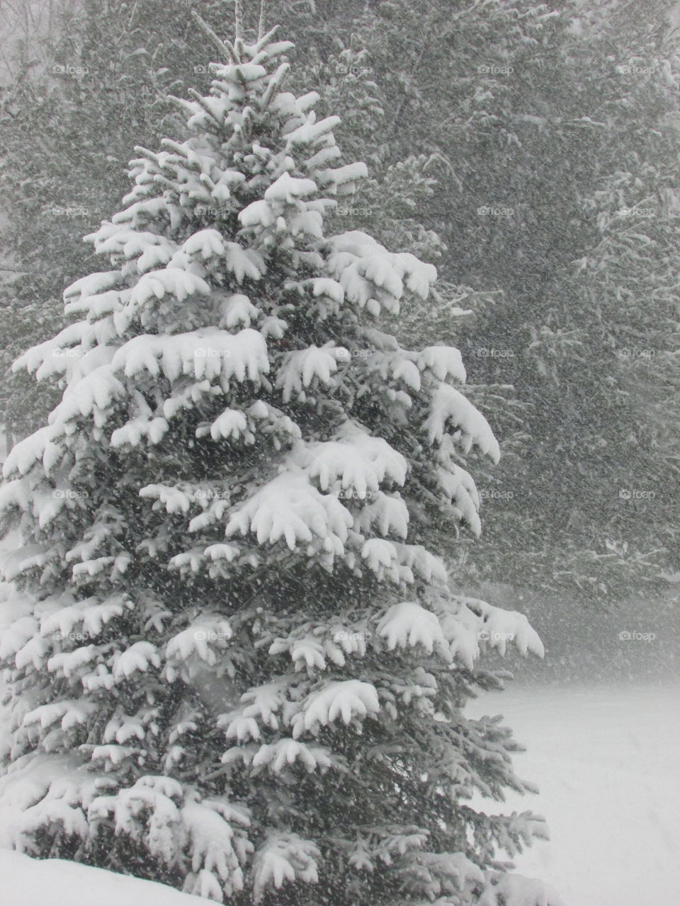 Snow cover tree 🌲🌨