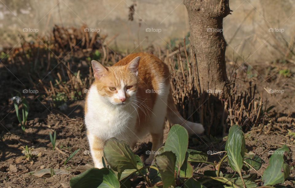 Ginger, white cat