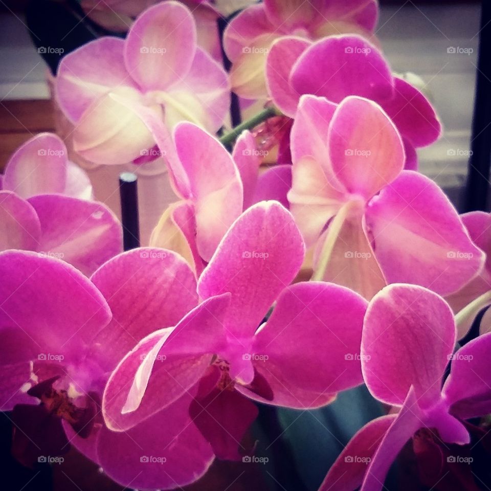Pink Orchids 