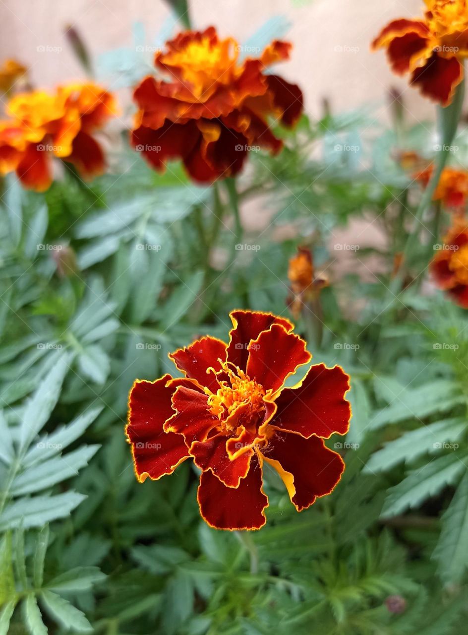 beautiful flowers close up summer time