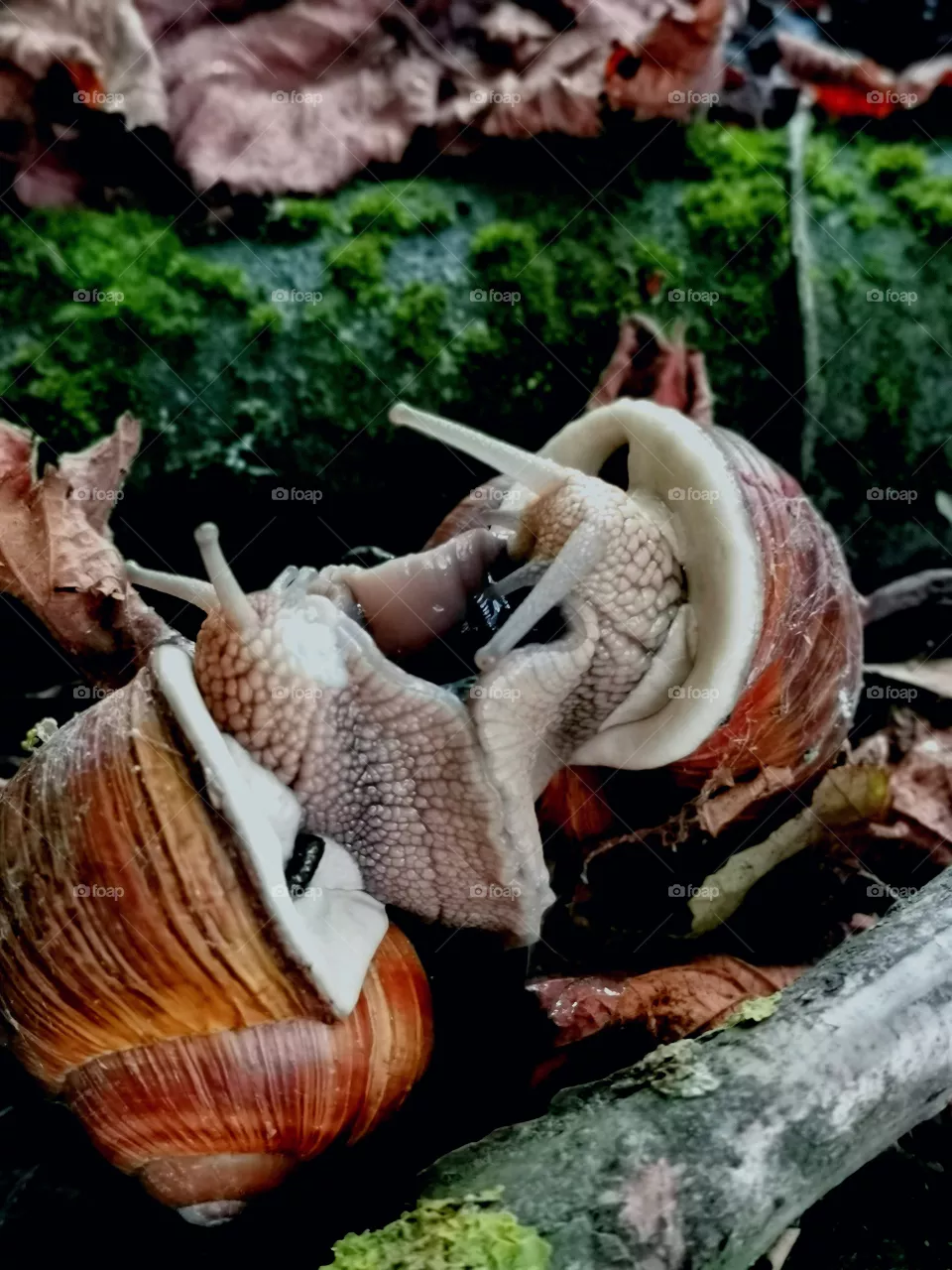 Snails