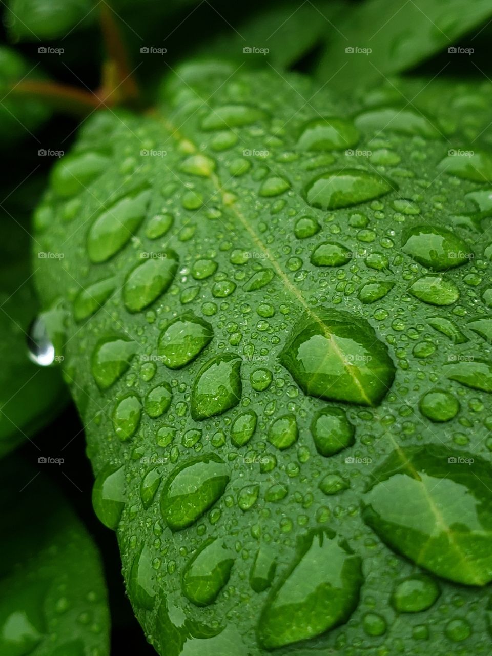 Beads of rain water on a vibrantly green leaf