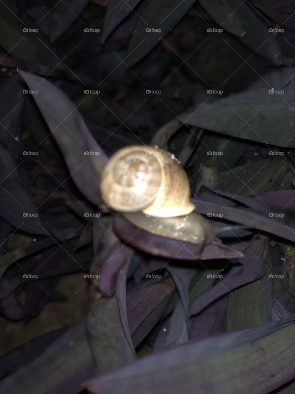 Snail