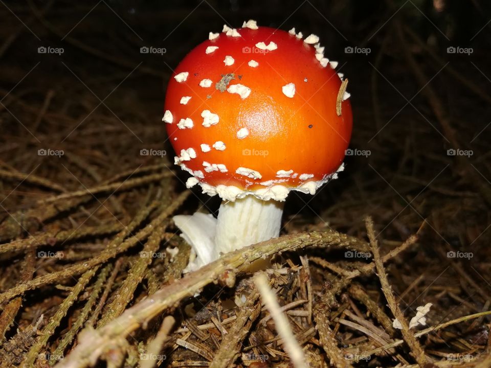 Mushroom Amanita muscarina