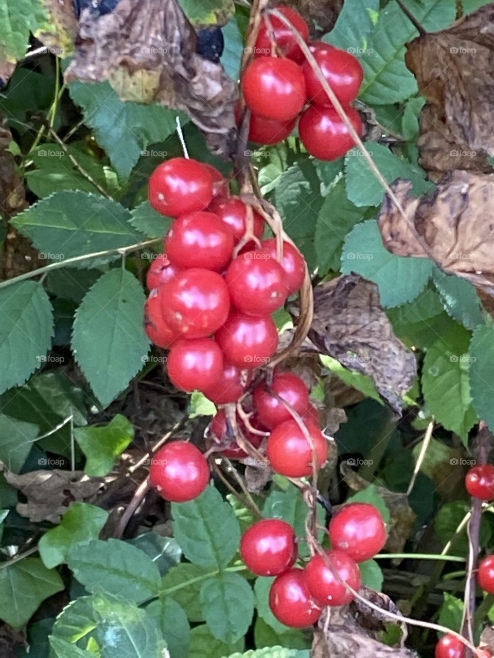 Wild Berries Masquerading as Red Grapes.