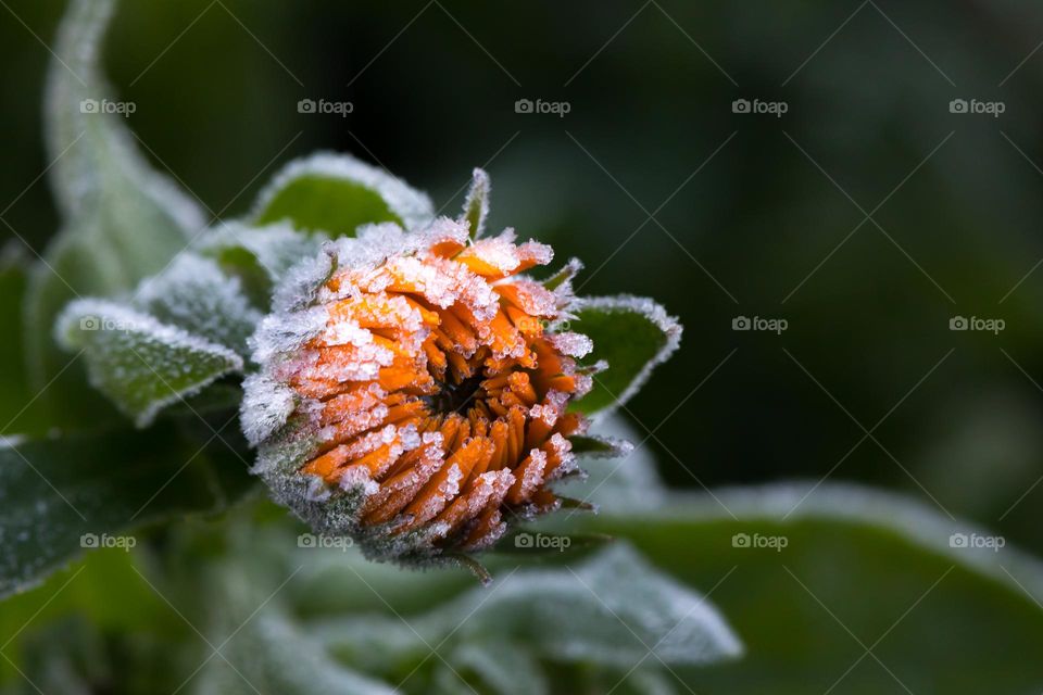 Frozen beauty in the fall, closeup of one orange colored summer flower bud in the garden covered with frost 