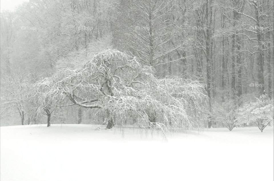 Snowy Tree