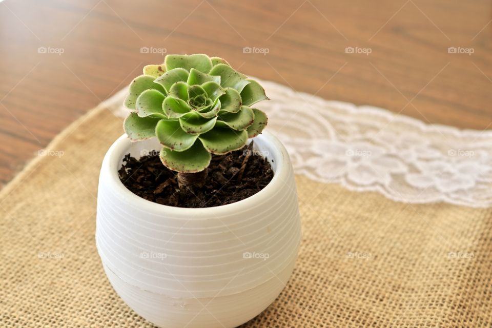 Succulent plant in hand made white pottery pot on rustic burlap and lace cloth on wood table with copy or text space simplicity home decor closeup