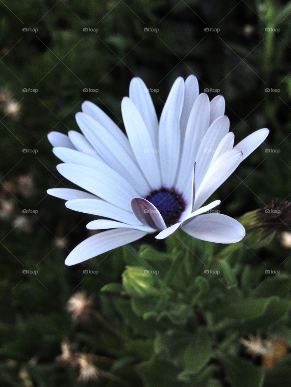 White flower in bloom