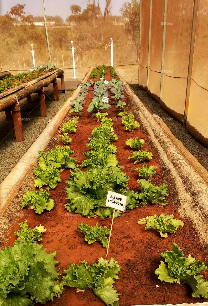 Organic garden
