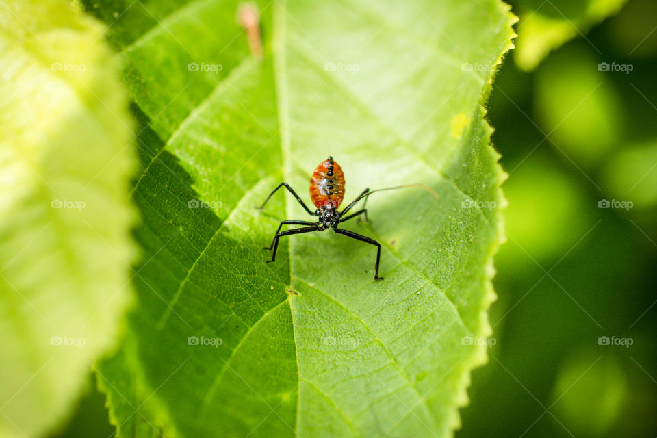 Assassin Bug Nymph Insect Close Up on a Leaf 3