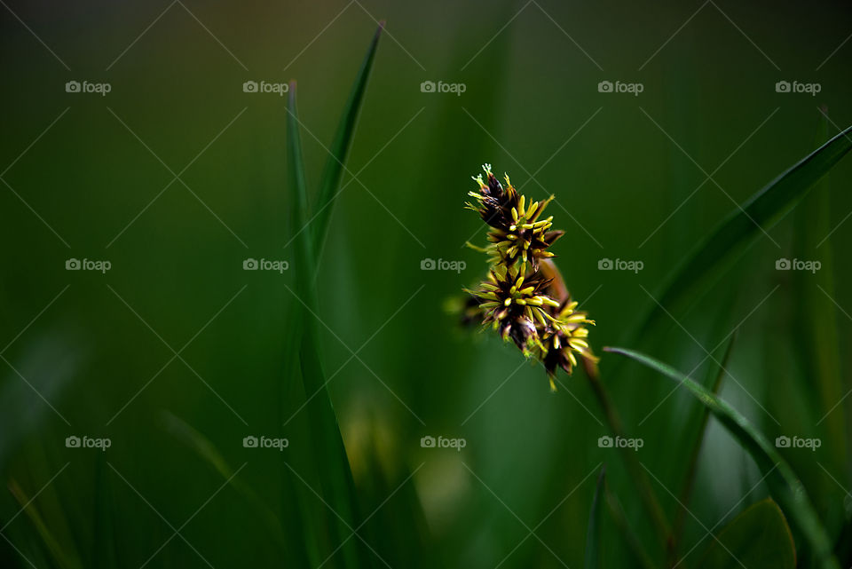 Wild plant in spring nature