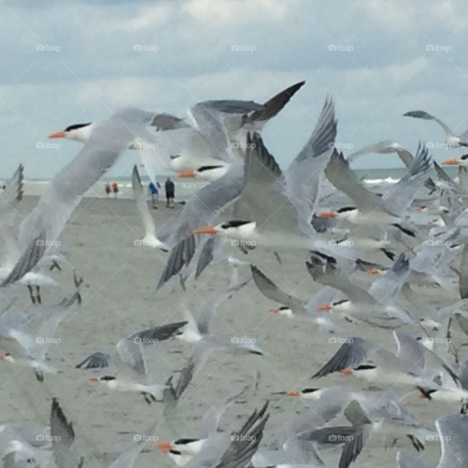 Birds flying on beach 