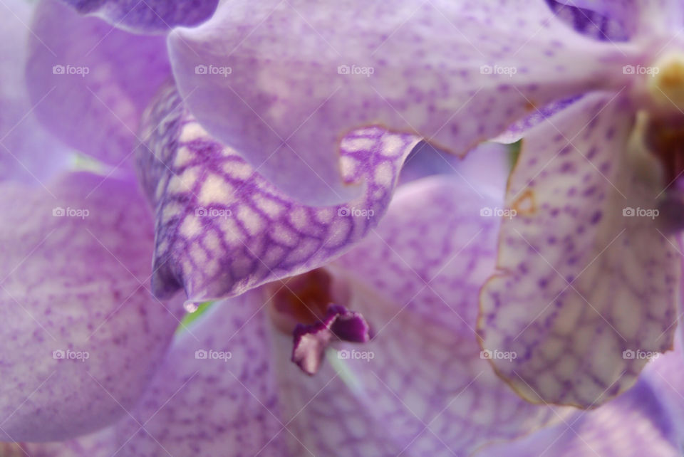purple orchid beauty fragile by Nikita80