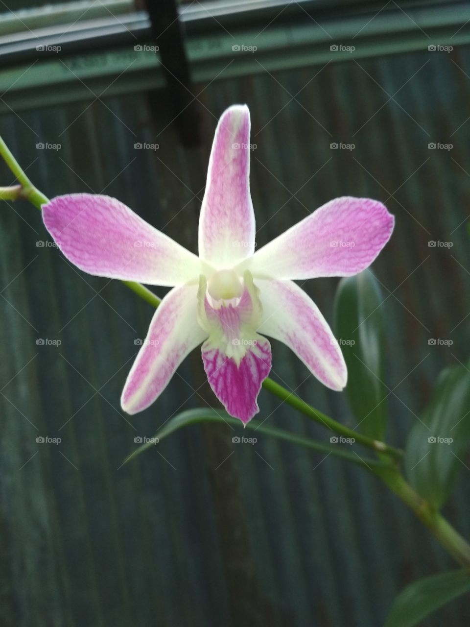 Nature,  flower,  beautiful,  orchid