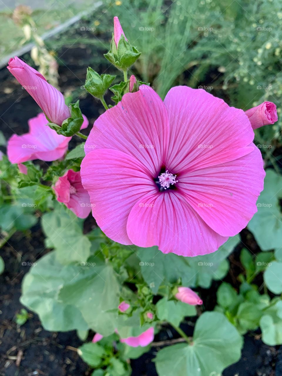 Pink flower 