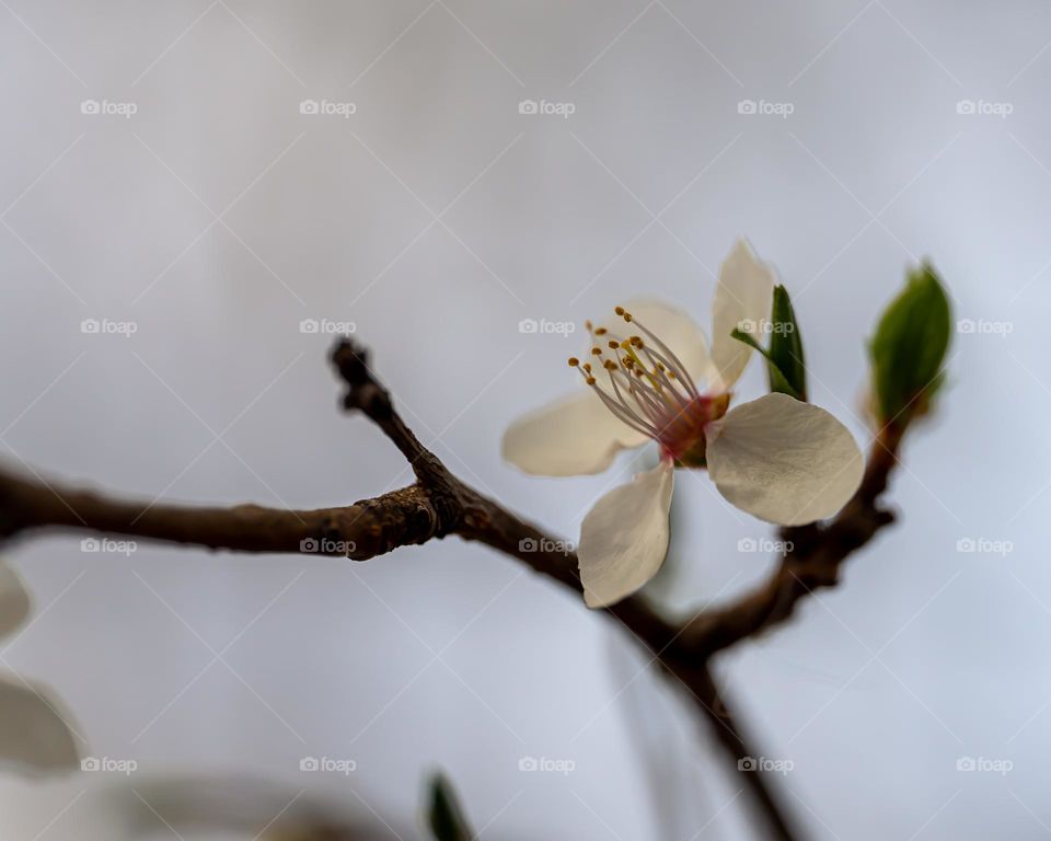 White flower