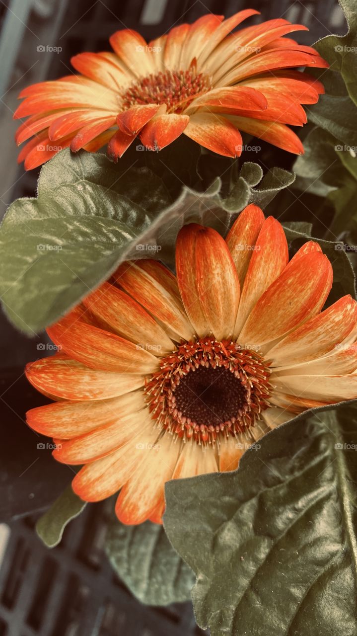 Gerber Daisy Orange Yellow Hint of Red fresh plentiful big 4 “ diameter flower.  
