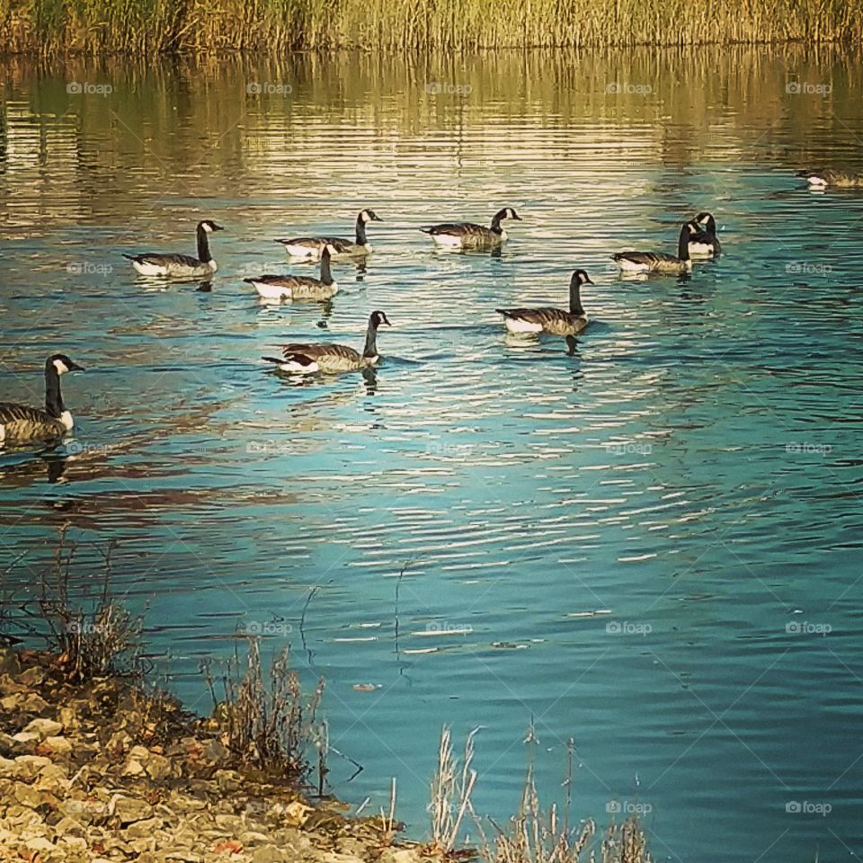 geese